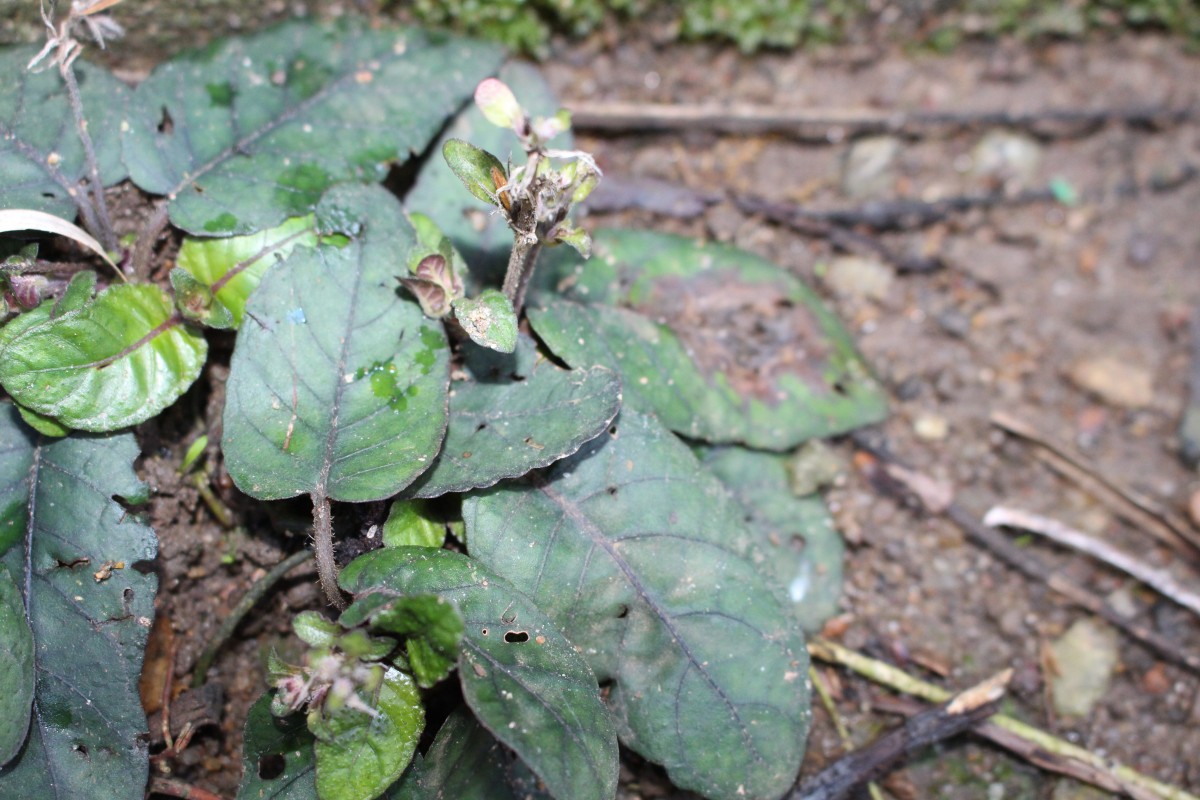 Strobilanthes reptans (G.Forst.) Moylan ex Y.F.Deng & J.R.I.Wood